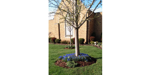 Newly planted tree outside local church