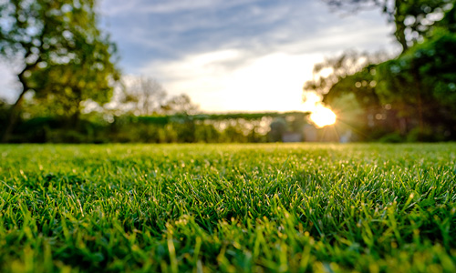 landscaping services - lawns